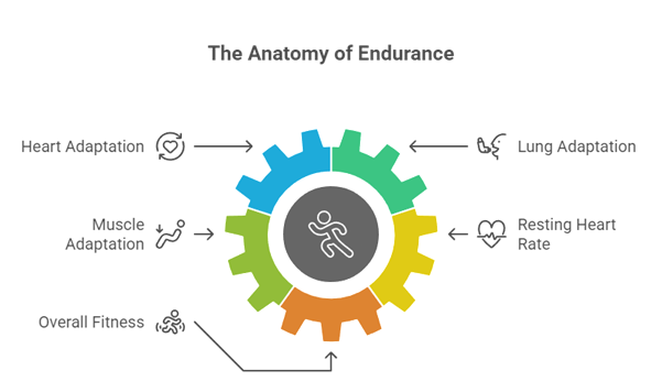 Exploring the Endurance Running Benefits for Long Distance Health Journey